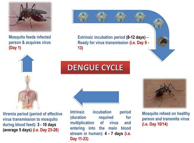dengue_cycle